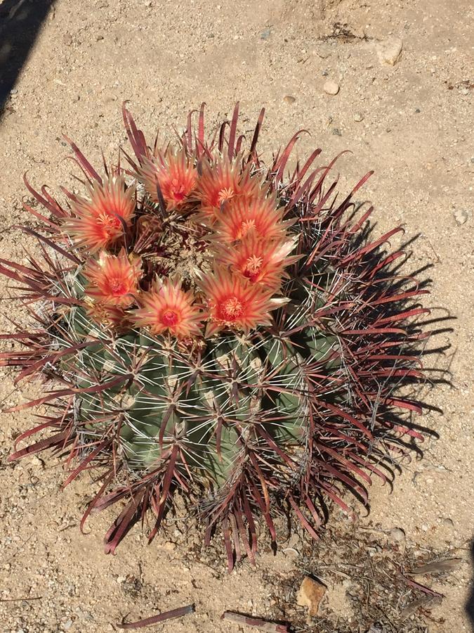 Cactus Adobe Villa Twentynine Palms Bagian luar foto